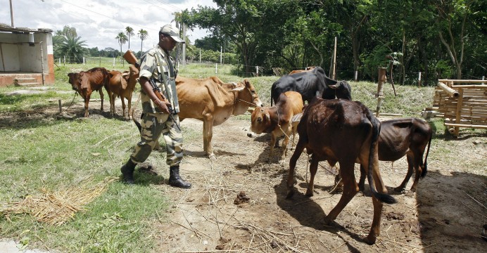 Indian Cow.jpg