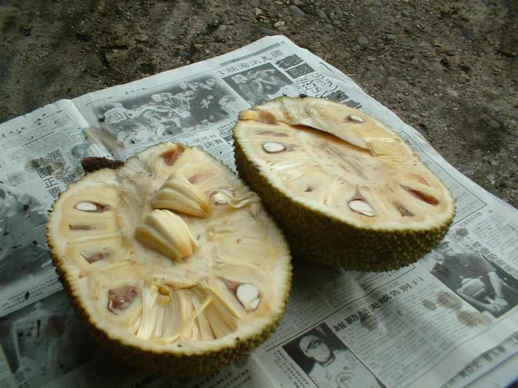 Jack_Fruit_Opened.jpg