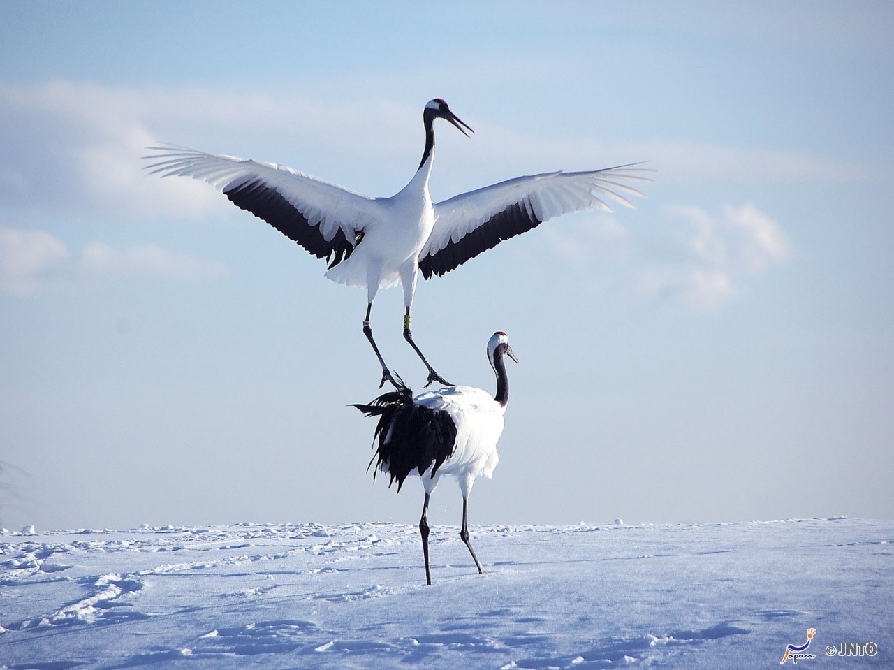 Japanese crane_animals_photos_magazine (1).jpg