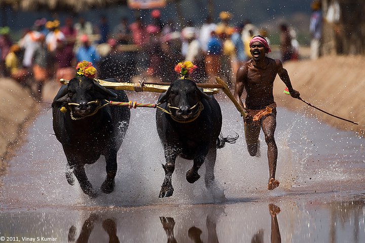 Kambala_BuffaloRace.jpg