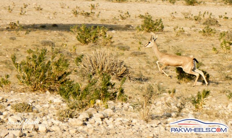 Kirthar_National_Park_Karchat_Jan_2013 169.jpg