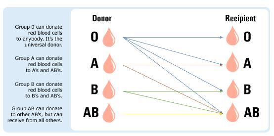 knowing-your-blood-type.jpeg