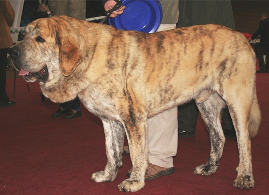 Kumaon-Mastiff.jpg