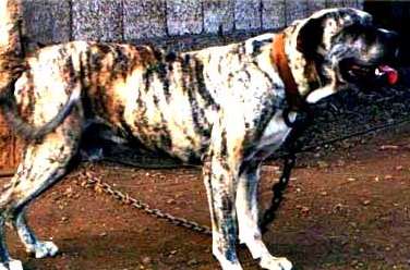 Kumaon-Mastiff-Pictures.jpg