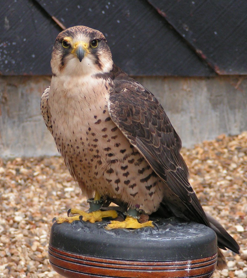 Lanner_Falcon_800.jpg