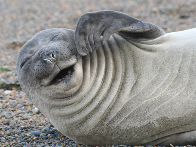 laughing-seal-15-1.jpg