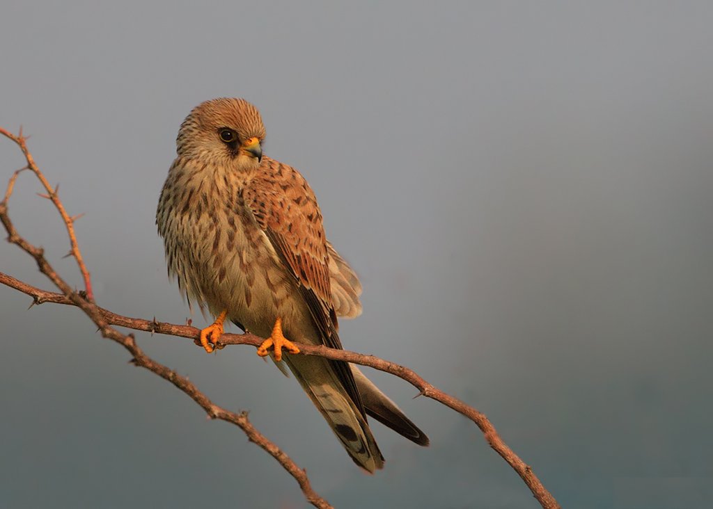 Lesser_Kestrel.png