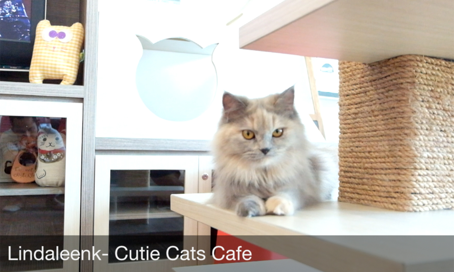 Lindaleenk-Cutie-Cats-Cafe-Review-3.jpg