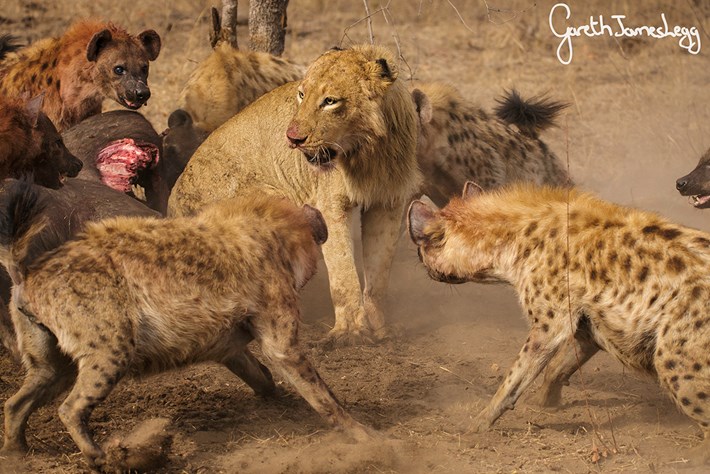 lions-vs-hyenas-4.jpg