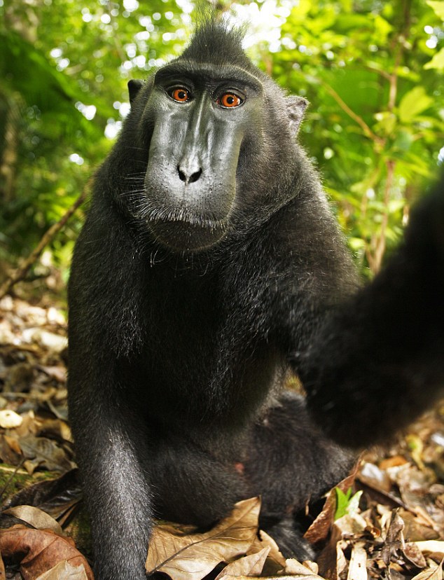 Macaca_nigra_self-portrait_full_body.jpg