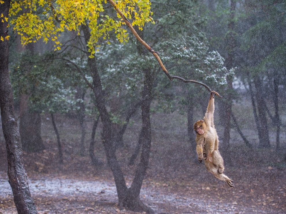 macaque-morocco-mingorance_85291_990x742.jpg