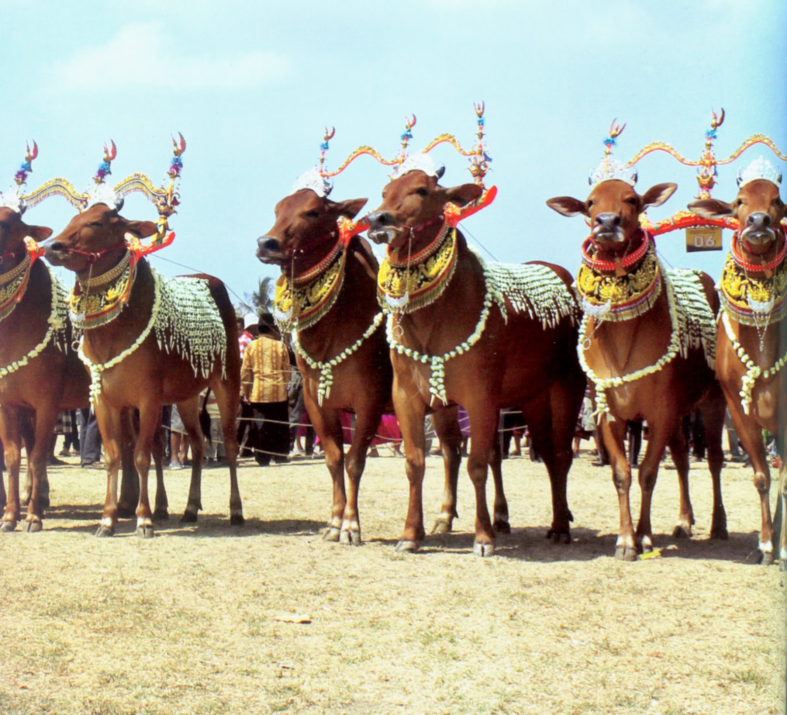 madura karapan sapi indo 1 .jpg