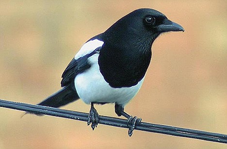 magpie.jpg