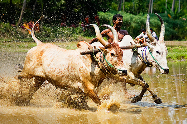 maramadi-festival.jpg