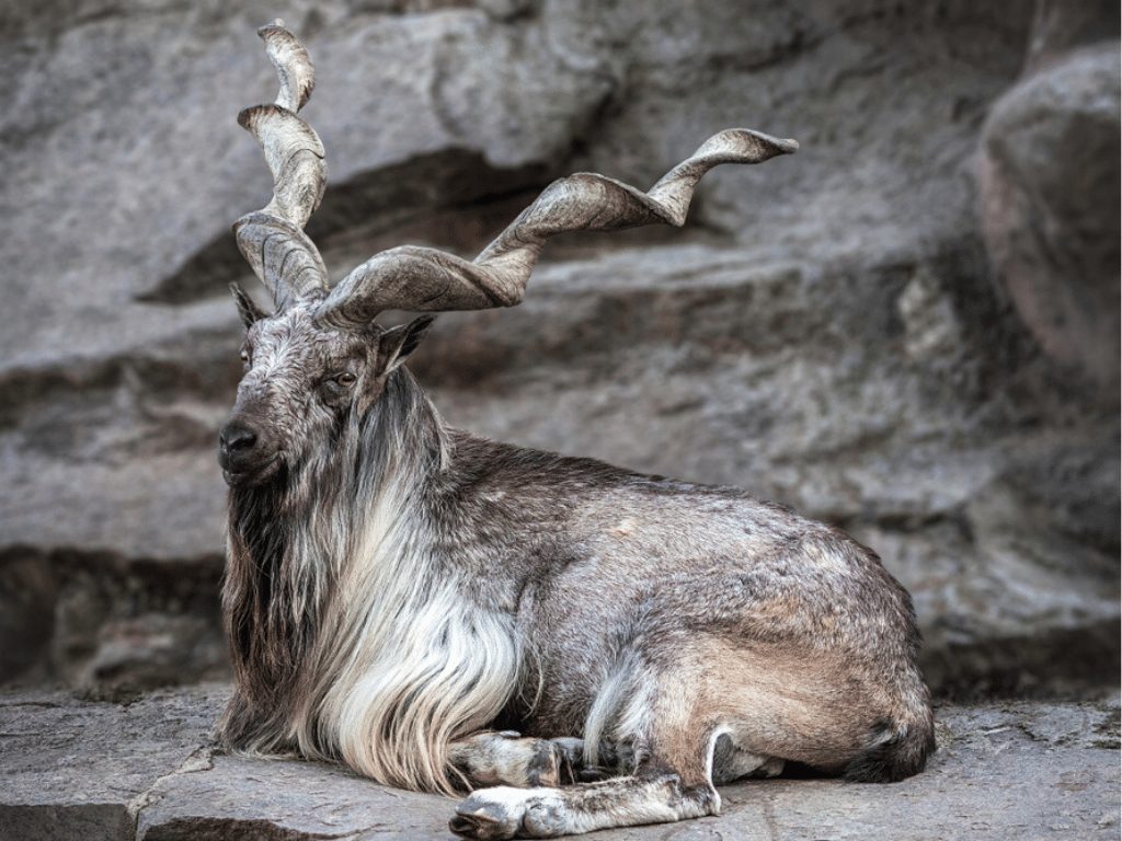 Markhor-male-at-rest-on-the-rock.-Bukharan-markhor-Capra-falconeri-heptneri-also-known-as-the-...jpg