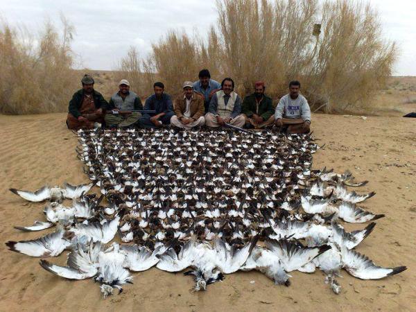 Mass hunting and slaughter of Houbara Bustards.jpg