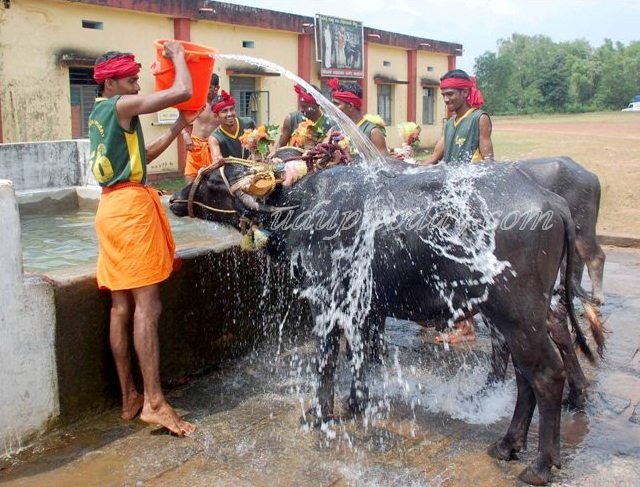 may1420kambala2.jpg