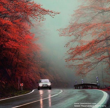 Mazandaran - Abas Abad Forest.jpg