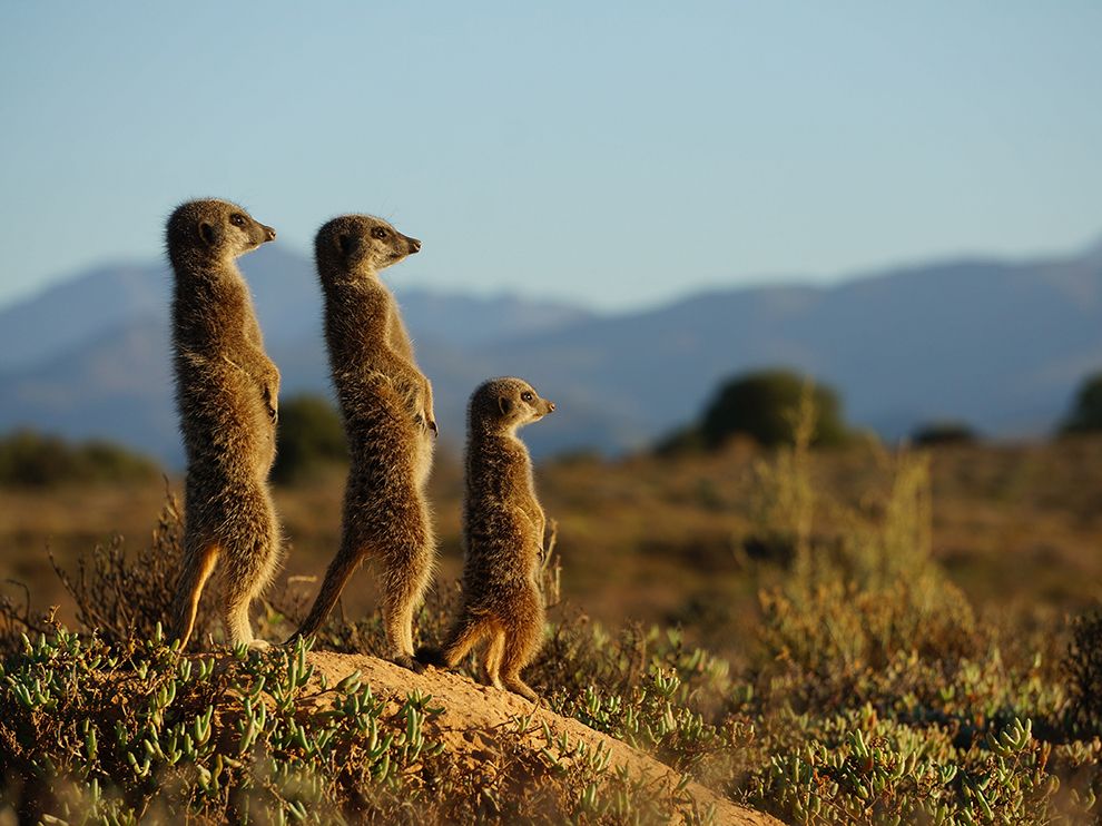 meerkats-morning-upclose_90255_990x742.jpg