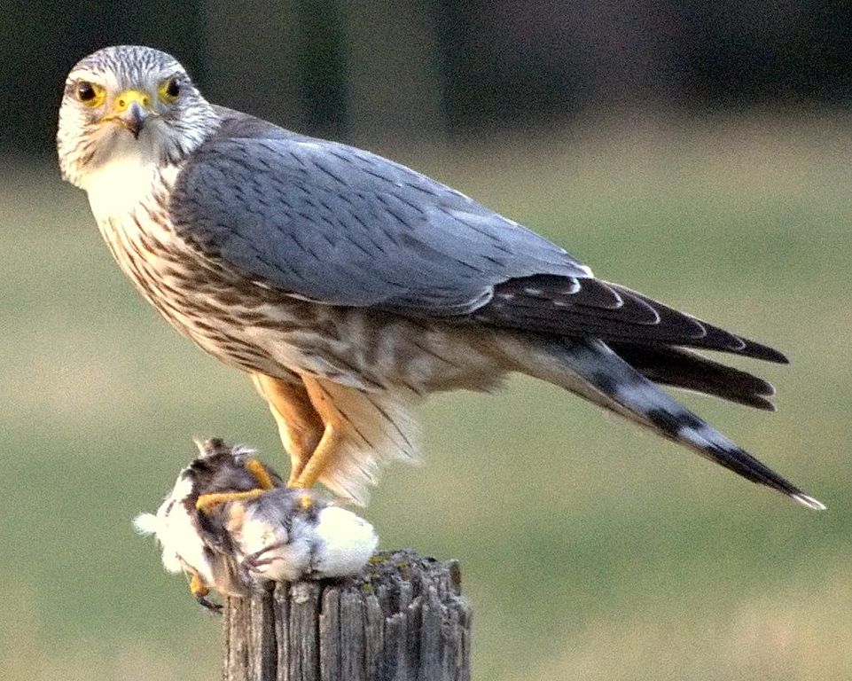 Merlin_prey_fencepost_Cochrane_cropped.jpg