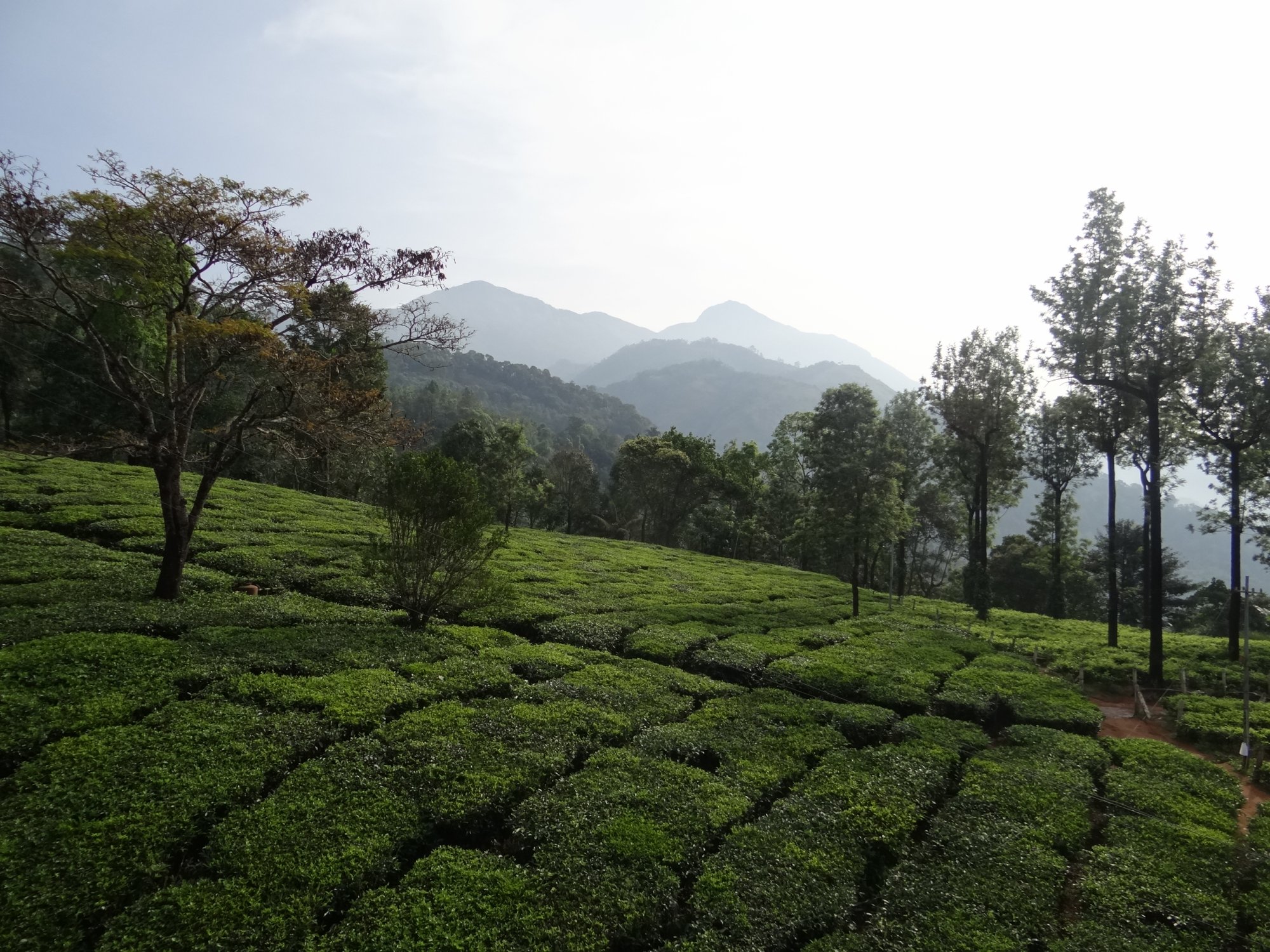 Munnar-2.jpeg