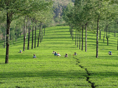 Munnar-kerala-20649463-500-375.jpg