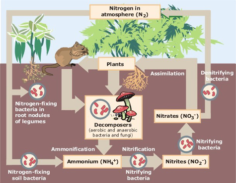 Nitrogen_Cycle.jpg