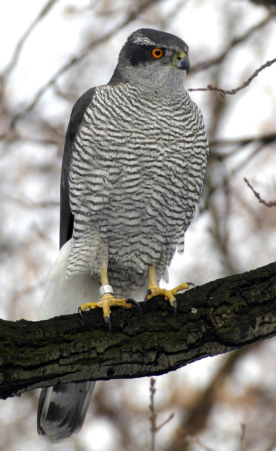 Northern_Goshawk_ad_M2.jpg