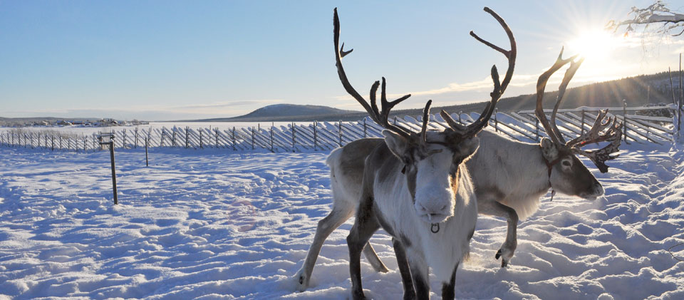 Nutti-renar-vinter2_960x421.jpg