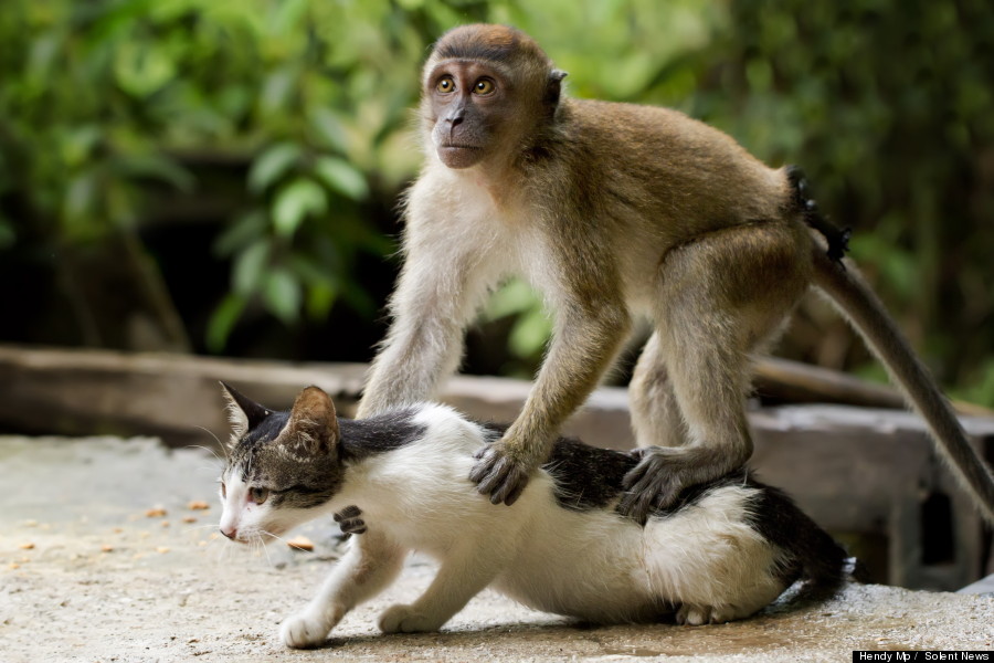 o-MONKEY-MASSAGES-CAT-900.jpg