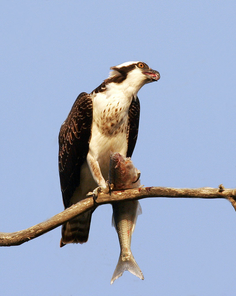 Osprey_with_fish.jpg