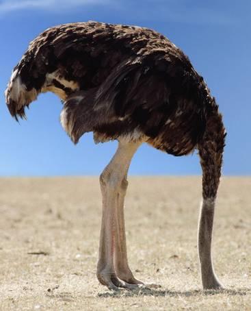 Ostrich with Head in Sand.jpg