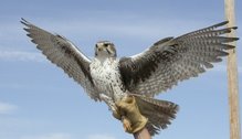 PAF-Prairie_falcon_in_hand.jpg