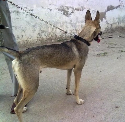 PakistaniShepherdDogBhagyariKuttaAdultDog3.jpg