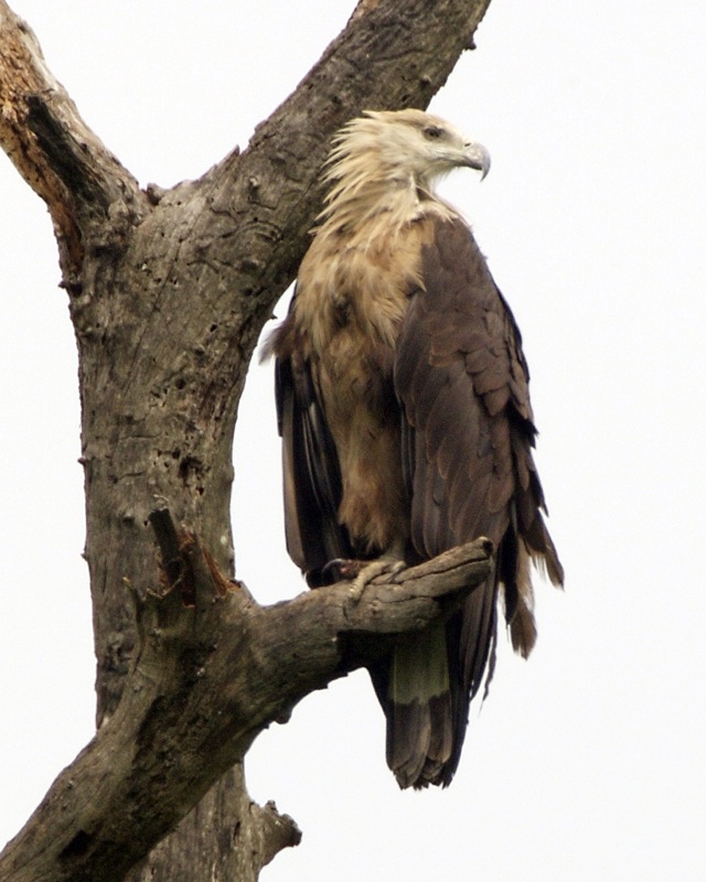 Pallas's_Fish_Eagle_(_Haliaeetus_leucoryphus)_2.jpg