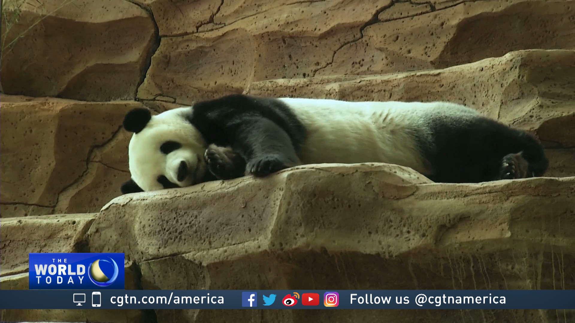 Panda in Indonesia_CGTN-1920x1080.jpg