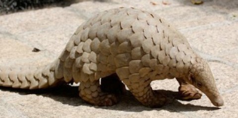 pangolin-2-480x238.jpg