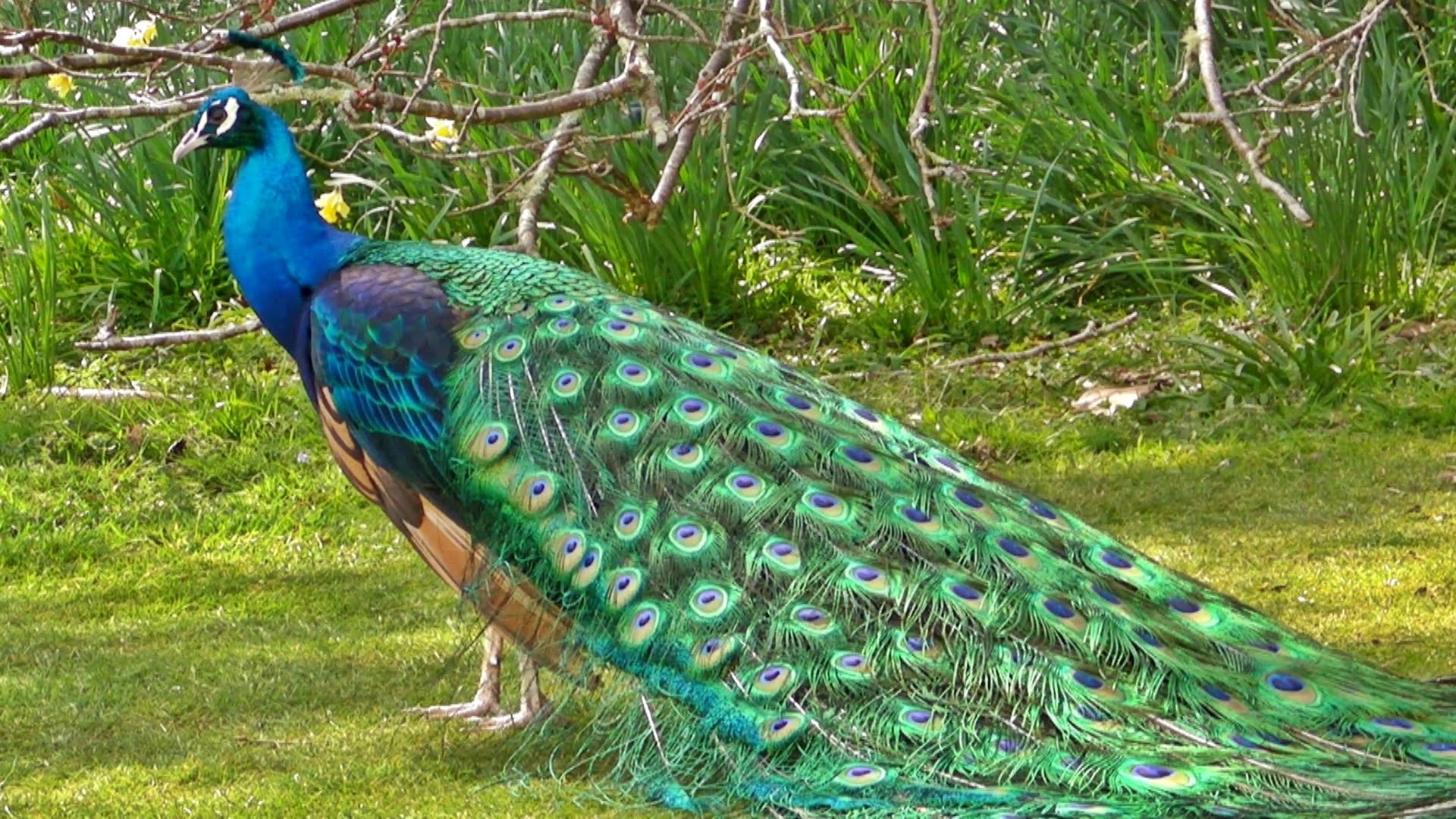 peacock-02.jpg