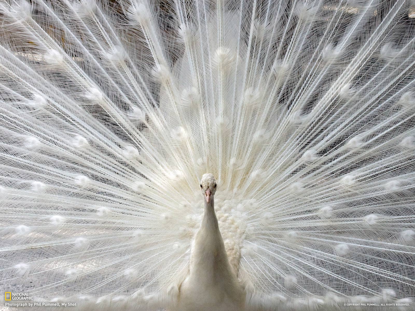 Peacock, Sarasota17800_1600x1200-wallpaper-cb1332285745.jpg