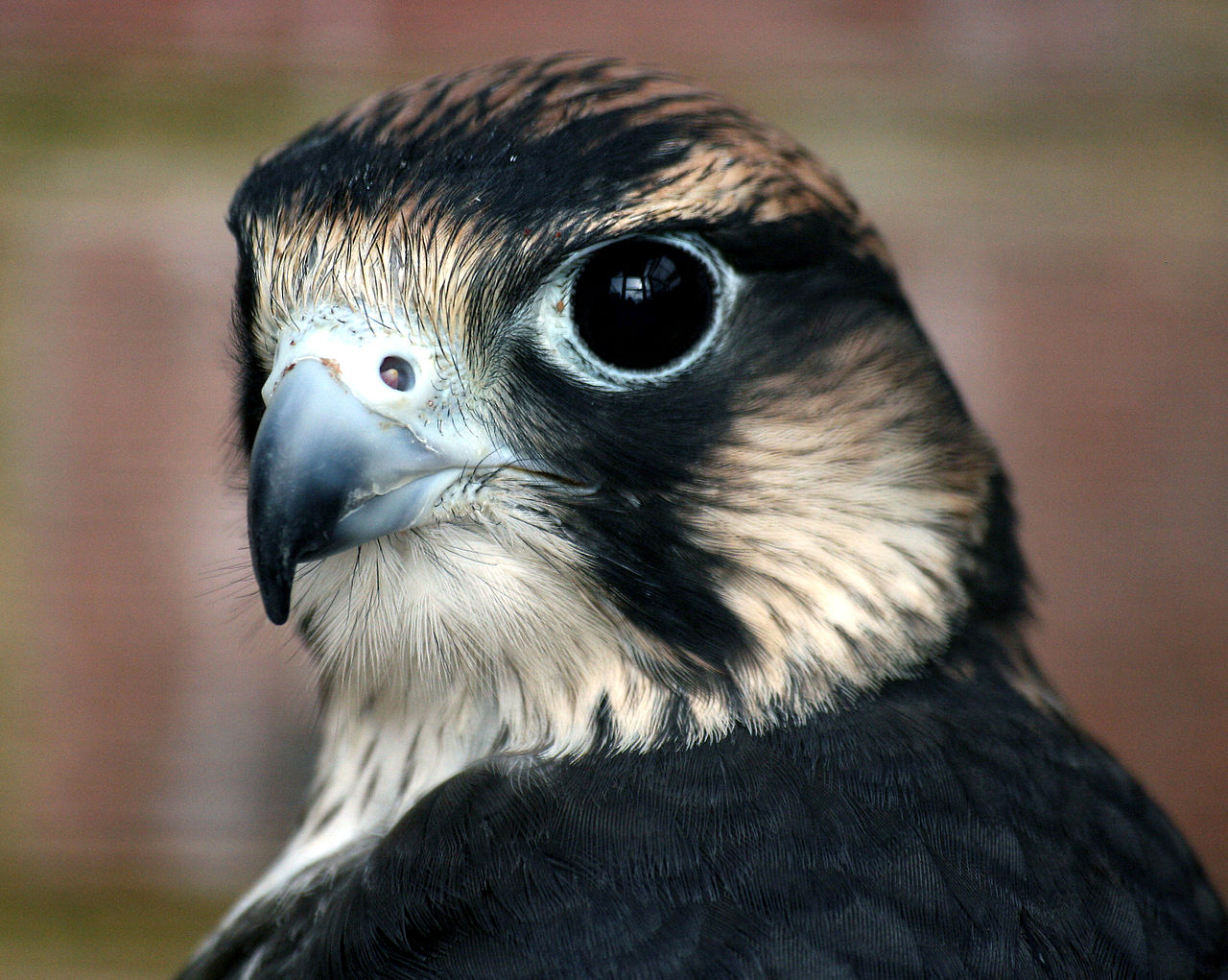 Peregrine_Falcon_head_shot.jpg