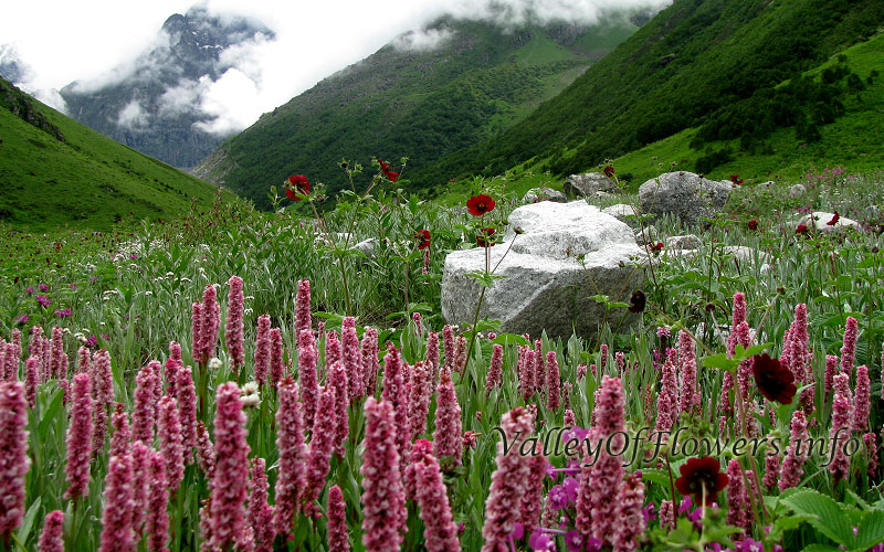 Pictures-of-valley-of-flowers-taken-in-July-Last-week.jpg