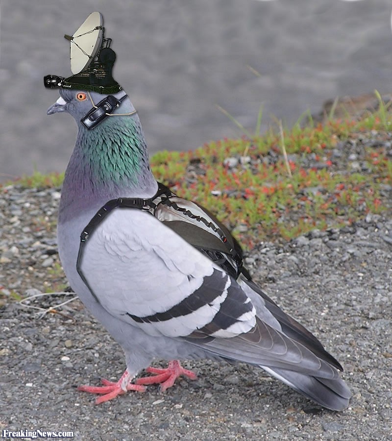 piegon.jpg