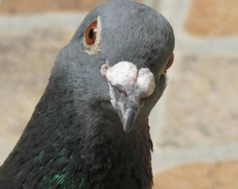 pigeon.jpg