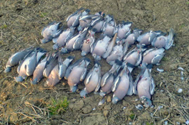 pigeon-shooting.jpg