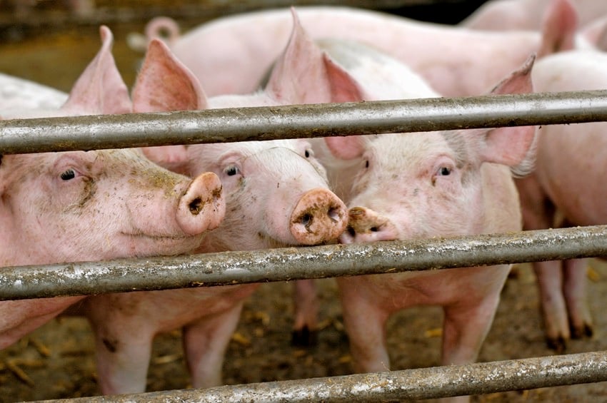 pigs-three-fence-152499304-Thinkstock.jpg