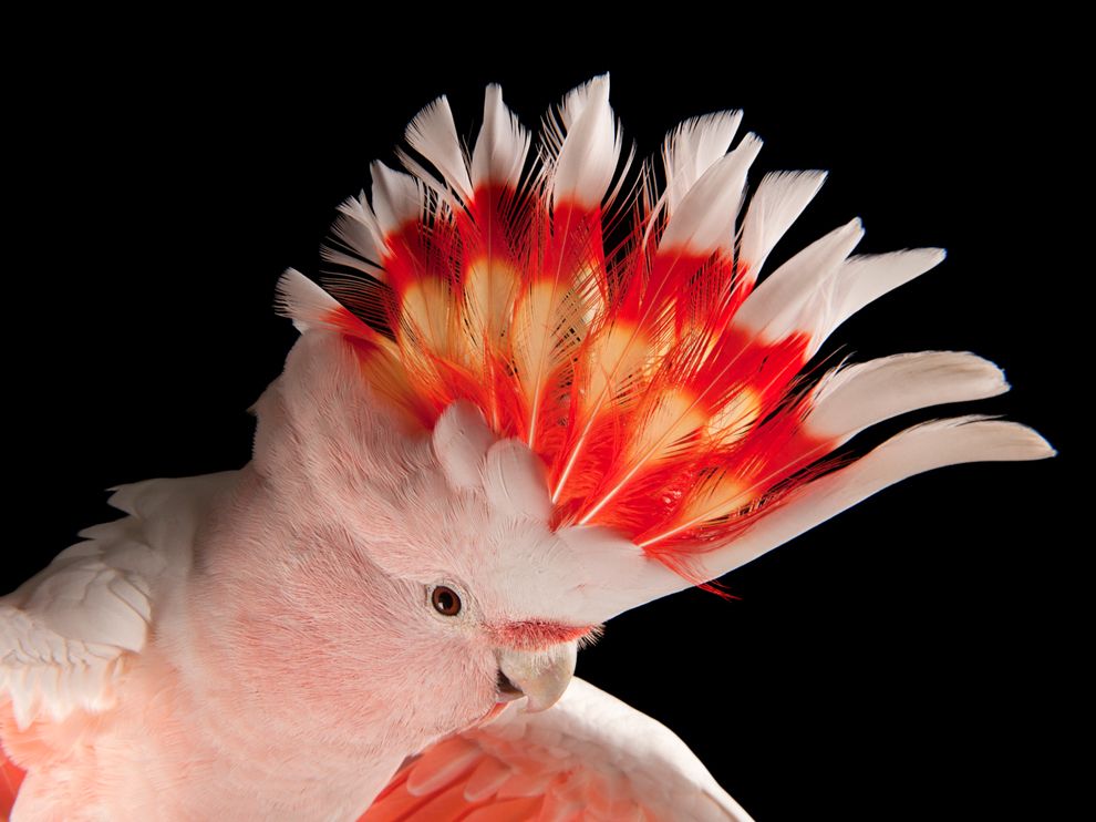 pink-cockatoo-china-sartore_72062_990x742.jpg