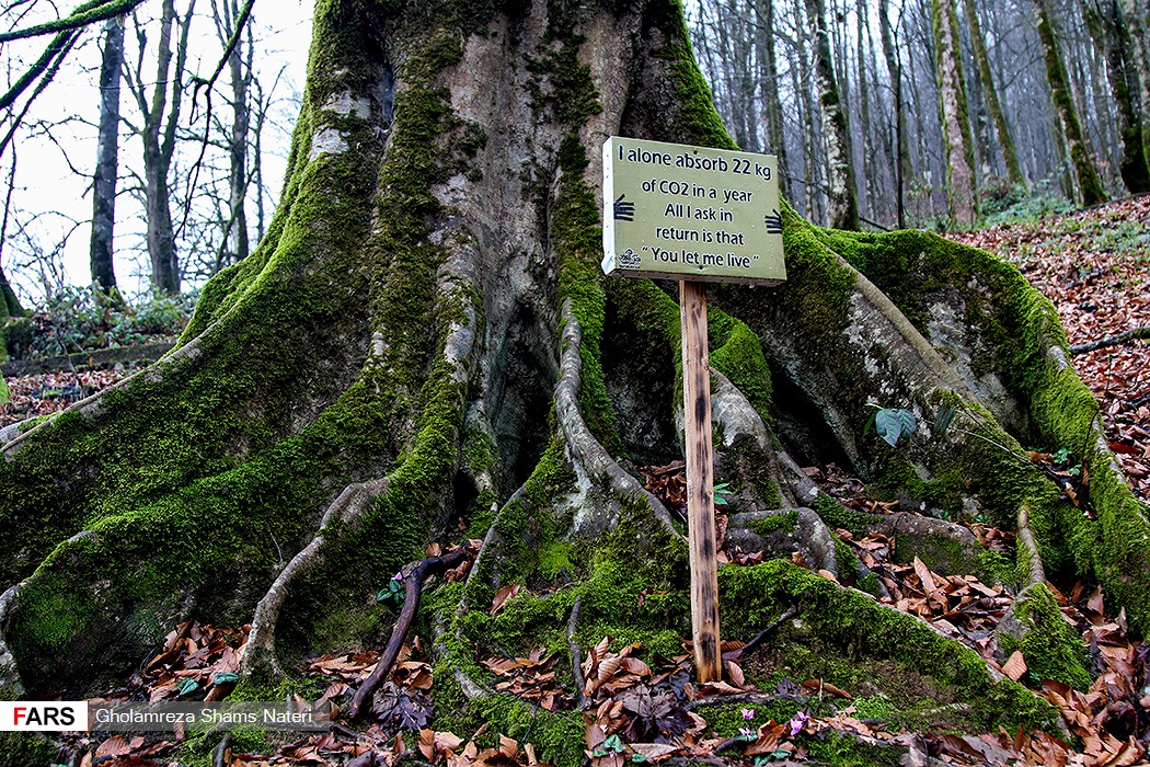 plea by a tree.jpg