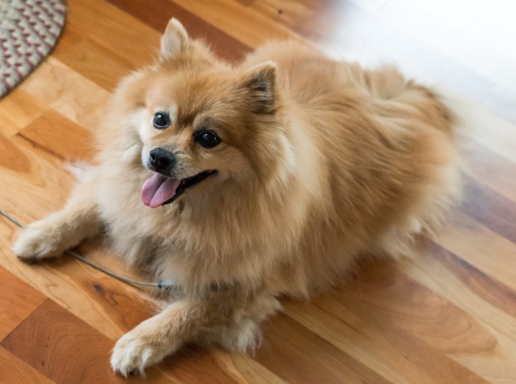 pomeranian-1541800_1920-1024x762.jpg