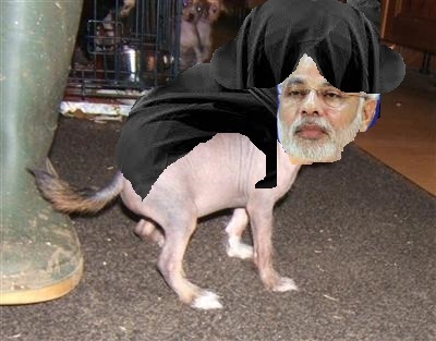 Puppy_Hijab_Modi.jpg