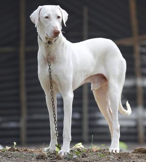 RAJAPALAYAM_DOG_916403d.jpg